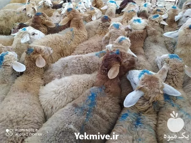 فروش گوسفند زنده حاج جعفر در تهران در گروه گاو و گوسفند و میش و بز کهره گوساله در یکمیوه -عکس1