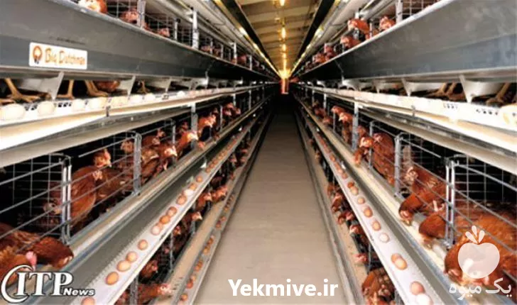 قیمت خرید مرغ تخم گذار در گروه مرغ و خروس و بوقلمون و اردک قو قاز در یکمیوه -عکس1