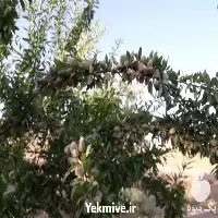 فروش نهال بادام در البرز در گروه خرید و فروش نهال بادام در یکمیوه