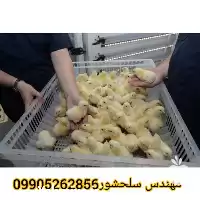فروش تخم مرغ گوشتی در گروه انواع تخم ها در یکمیوه