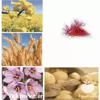 قیمت خرید انواع کودهای کشاورزی در مشهد در گروه خرید و فروش انواع کود کشاورزی در یکمیوه