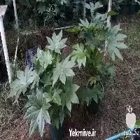 گیاهان آپارتمانی در خراسان رضوی در گروه خرید و فروش گیاهان زینتی در یکمیوه