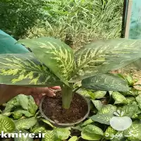 فروش عمده گل در بوشهر در گروه خرید و فروش گیاهان زینتی در یکمیوه