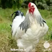 خرید آموزش اصولی پرورش مرغ بومی در گروه دوره آموزش کشاورزی در یکمیوه
