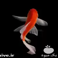 فروش انواع ماهی قرمز بصورت لارو در مشهد در گروه خرید و فروش انواع ماهی در یکمیوه
