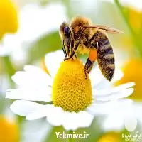 صفر تا صد پرورش زنبور عسل در گروه دوره آموزش کشاورزی در یکمیوه