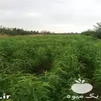 نهال هلو زودرس پیوندی رقم ردتاپ در گروه خرید و فروش نهال در یکمیوه