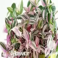 آموزش پرورش گیاهان آپارتمانی کامل جامع در تهران در گروه دوره آموزش کشاورزی در یکمیوه