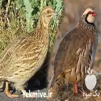 آگهی مشابه بلدرچین تخم گذار ژاپنی روزه نژاد در گروه مرغ و خروس و بوقلمون و اردک قو قاز در یکمیوه