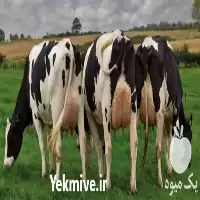 انواع مکمل های درمانی دامی پرفروش در تهران در گروه دارو و داروخانه در یکمیوه