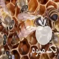 فروش زنبور عسل ده قاب در ملایر در گروه خرید و فروش زنبورعسل در یکمیوه