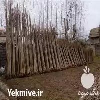 فروش نهال صنوبر اصلاح شده در گروه خرید و فروش نهال صنوبر در یکمیوه