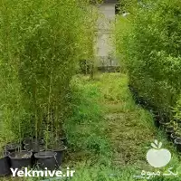 فروش نهال بامبو در رشت در گروه خرید و فروش نهال بامبو در یکمیوه