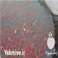 فروش انواع ماهی قرمز بصورت لارو در مشهد در گروه خرید و فروش انواع ماهی در یکمیوه