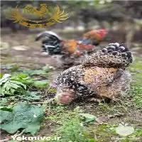قیمت خرید مرغ برهما رنگ پورسلن در خرمدره در گروه مرغ و خروس و بوقلمون و اردک قو قاز در یکمیوه