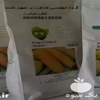 بذر ذرت شیرین مرغوب  رویالیتی  پوپ در گروه خرید و فروش بذر ذرت در یکمیوه