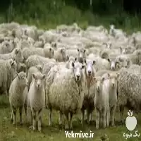 تا صد دوره آموزشی بهداشت بیماری در گروه دوره آموزش کشاورزی در یکمیوه