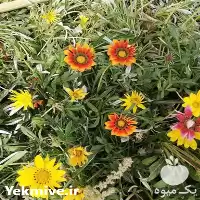 خدمات فضای سبز و باغبانی در تهران در گروه سازنده در یکمیوه