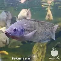 خرید غذای رو آبی ماهی تیلاپیا در سمنان در گروه خرید و فروش انواع ماهی در یکمیوه