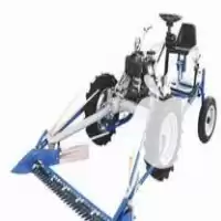 علف چینی در ارومیه در گروه خدمات باغبانی در یکمیوه