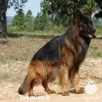 فروش سگ ژرمن شپرد در تهران در کرج در گروه سگ و گربه در یکمیوه