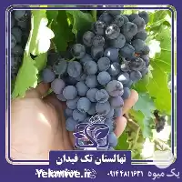 خرید قیمت نهال انگور مویز ترکمن در آذربایجان غربی در گروه خرید و فروش نهال انگور در یکمیوه