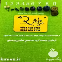 قیمت خرید نهال بلوبری و رزبری در آذربایجان غربی در گروه خرید و فروش نهال بلوبری در یکمیوه