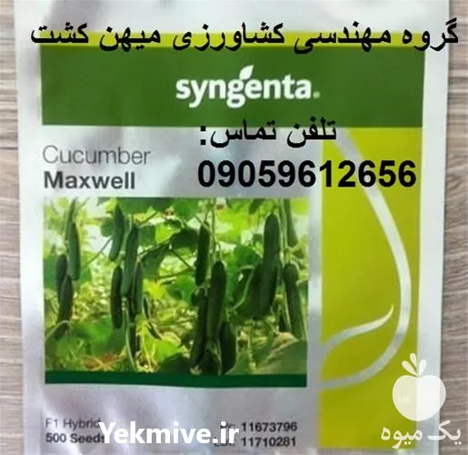 خرید بذر خیار گلخانه ای مکسول در خوزستان در گروه خرید و فروش بذر خیار در یکمیوه -عکس1