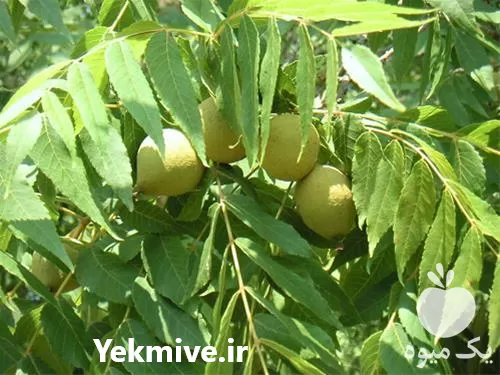 تولید و فروش عمده نهال گردو در آذربایجان شرقی در گروه خرید و فروش نهال گردو در یکمیوه -عکس1