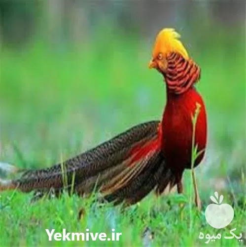 پرورش قرقاول به صورت حرفه ای در گروه دوره آموزش کشاورزی در یکمیوه -عکس1