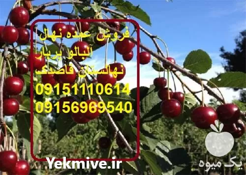 فروش عمده نهال آلبالو پربار در اصفهان در گروه خرید و فروش نهال میوه در یکمیوه -عکس1