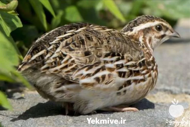 صفر تا صد پرورش بلدرچین در گروه دوره آموزش کشاورزی در یکمیوه -عکس1