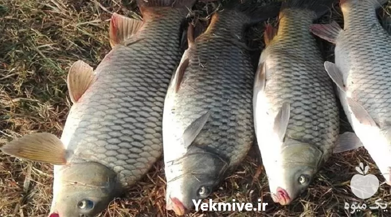 آموزشی ماهی کپور جامع و کامل در تهران در گروه دوره آموزش کشاورزی در یکمیوه -عکس1