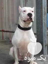 فروش سگ داگو آرژانتینو در کرج در گروه سگ و گربه در یکمیوه -عکس1
