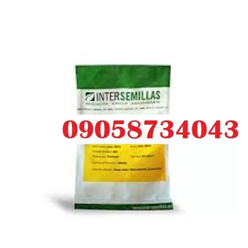 بذر خیار کاترینا با قیمت عالی در هرمز در گروه خرید و فروش بذر خیار در یکمیوه -عکس1