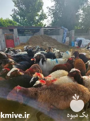فروش گوسفند زنده در گروه گاو و گوسفند و میش و بز کهره گوساله در یکمیوه -عکس1