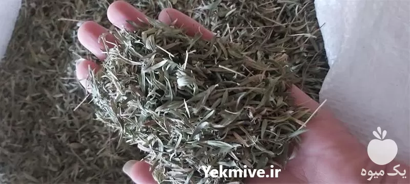 قیمت خرید عمده آویشن دنایی در گروه خرید و فروش گیاهان دارویی در یکمیوه -عکس1