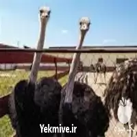 پرورش شتر مرغ با مدرک معتبر در گروه دوره آموزش کشاورزی در یکمیوه