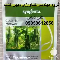 خرید بذر خیار گلخانه ای مکسول در خوزستان در گروه خرید و فروش بذر خیار در یکمیوه