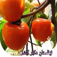 فروش عمده نهال خرمالو گوجه ای در ارومیه در گروه خرید و فروش نهال خرمالو در یکمیوه