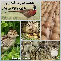 فروش تخم قرقاول در گروه انواع تخم ها در یکمیوه