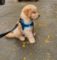 سگ پرستار گلدن رتریور قیمت در کرج در گروه سگ و گربه در یکمیوه