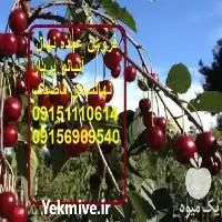 فروش عمده نهال آلبالو پربار در اصفهان در گروه خرید و فروش نهال میوه در یکمیوه