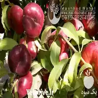 قیمت خرید نهال شلیل انجیری در گروه خرید و فروش نهال میوه در یکمیوه