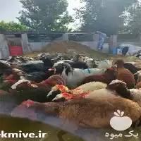 فروش گوسفند زنده در گروه گاو و گوسفند و میش و بز کهره گوساله در یکمیوه