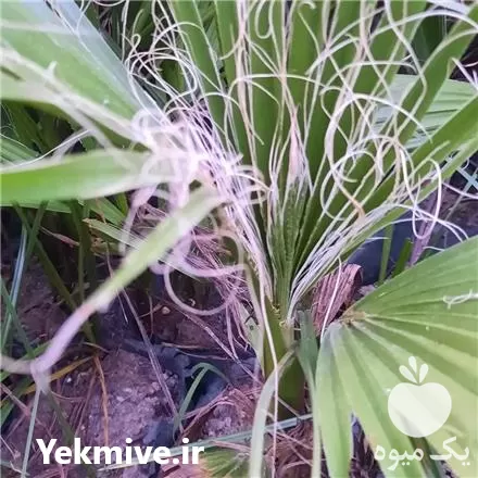 قیمت خرید نهال پالم واشنگتونی در گروه خرید و فروش نهال در یکمیوه -عکس1