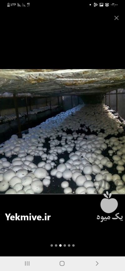 قارچ دکمه ای لوکس در نقده در گروه خرید و فروش قارچ در یکمیوه -عکس1
