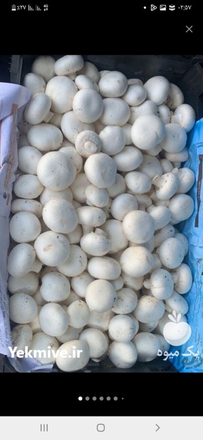 قارچ دکمه ای لوکس در نقده در گروه خرید و فروش قارچ در یکمیوه -عکس2