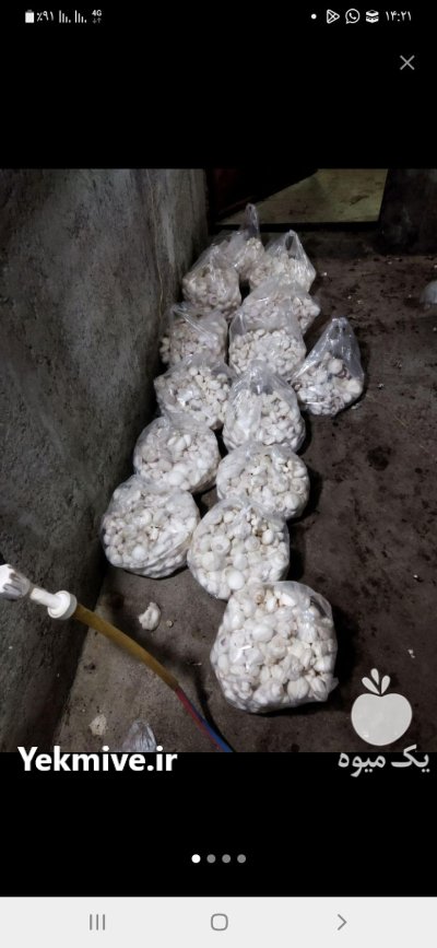 قارچ دکمه ای لوکس در نقده در گروه خرید و فروش قارچ در یکمیوه -عکس3