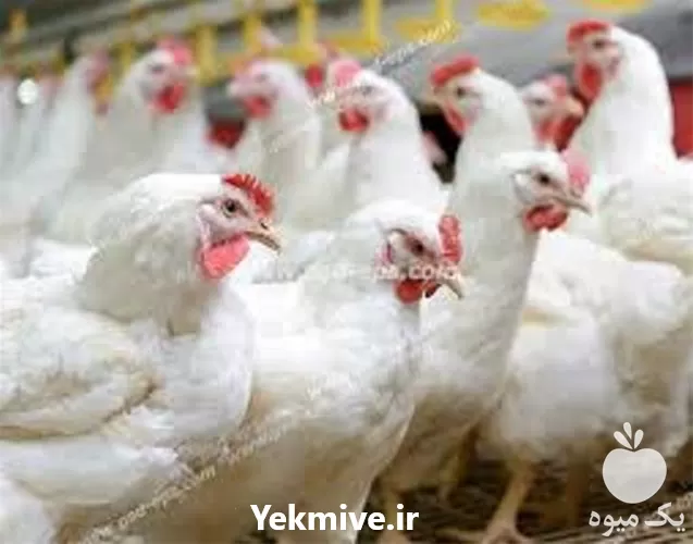 آموزش پرورش مرغ در گروه دوره آموزش کشاورزی در یکمیوه -عکس1
